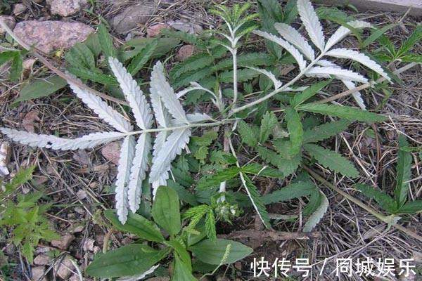 白草|农村山上一种野草,是“糖尿病”人的福星,剥开就能直接吃