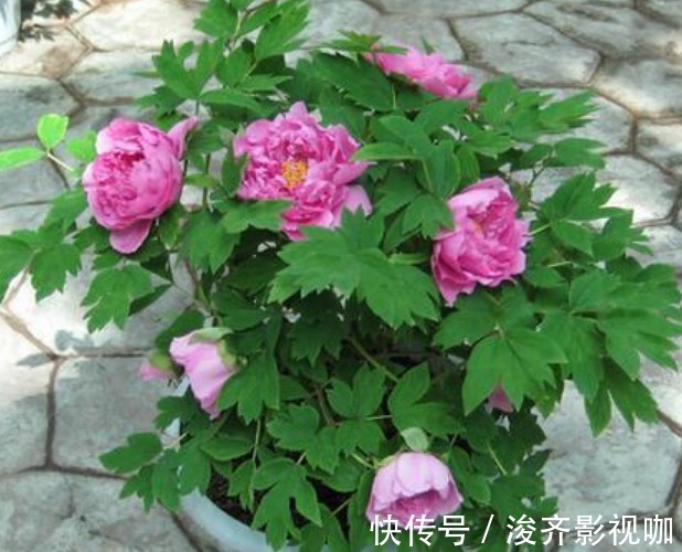 有钱人都养“3种花”,招财纳福,顺风顺水,运势一飞冲天!