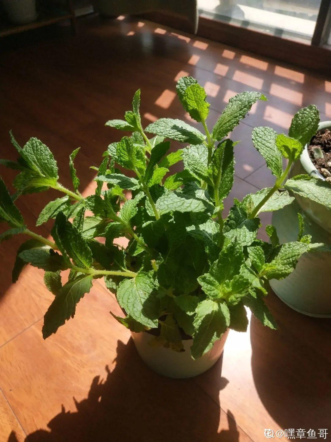 8种花夏天太容易死,现在赶紧扦插,死了也不心疼!