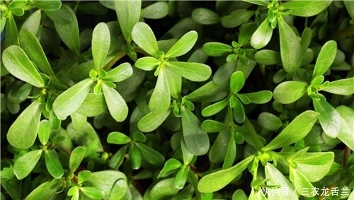 马齿苋的繁殖方法有哪些 它对生长环境有何要求 快资讯
