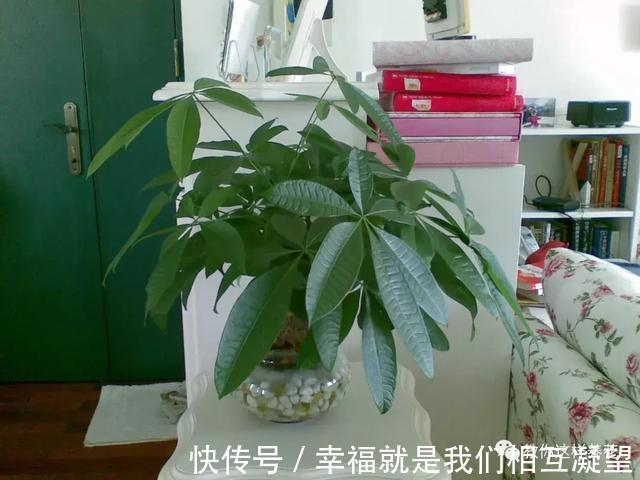 放水|4种花放水里猛长根，比土培好养100倍，一分钱不花，还很漂亮！