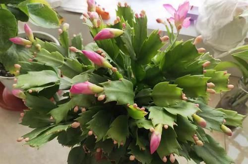 种花|7种花，就得穷养，用破盆，少浇水，丢阳台，越长越旺