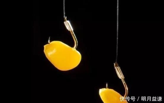 鲫鱼|钓大鱼的酵香玉米饵料,专攻鲤鱼草鱼兼钓鲫鱼,做窝挂钩都好用