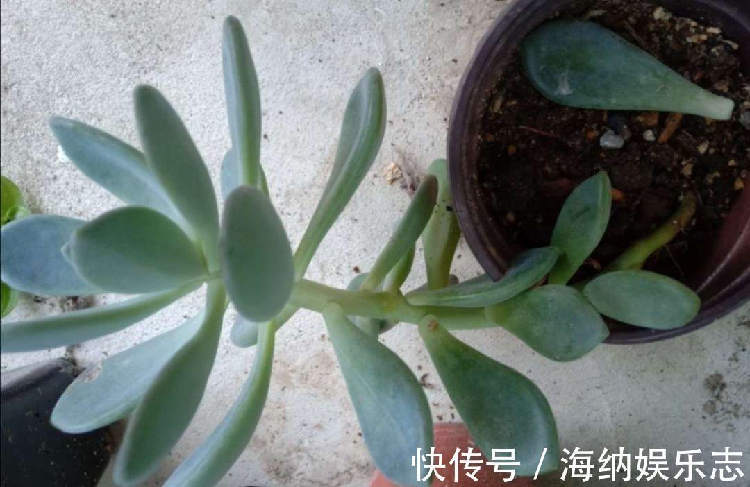 耐旱|4种多肉最适合懒人养，叶子厚实难徒长，养到就是赚到！