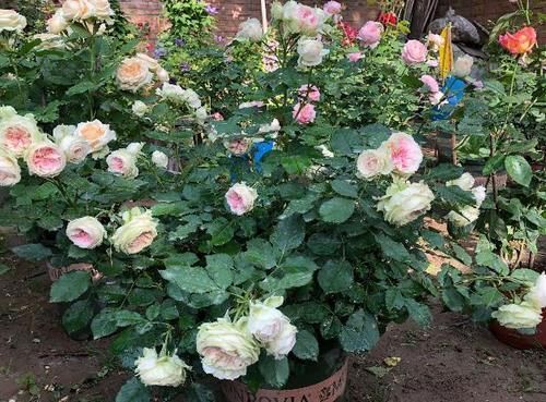 室内养花草总生虫怎么办?舍得做到“这点”,就不用搬出屋了