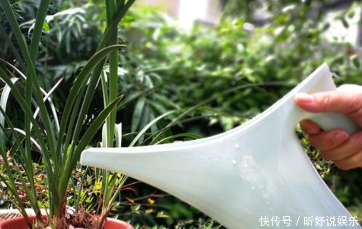 不用|养鱼水浇花不用再施肥新手别乱用,很容易烂根又烂叶!