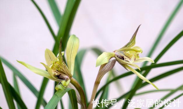 花草|有这4个爱好的人，不适合养兰花，劝你别白费功夫