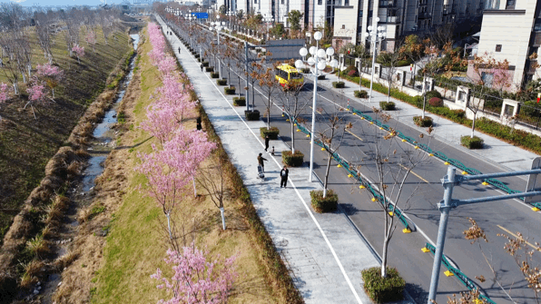 中年|丽水出现“樱花大道”,就在市区好溪路,赶紧出发去打卡