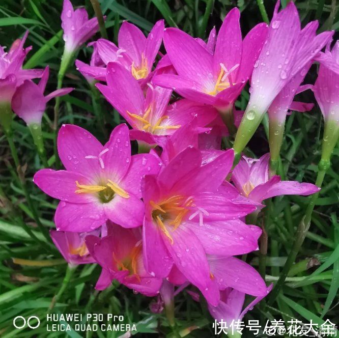 球菊|超便宜的蓝雪花,开出清凉蓝色花,夏天看着超凉快