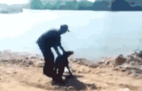 |搞笑GIF:这只小猫咪是来碰瓷的吗?原来是有惊无险,哈哈哈