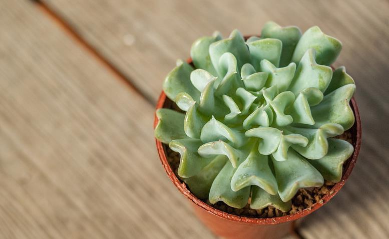 新人|推荐新人养多肉特玉莲,爆盆易,扦插育苗便利,长得有特色