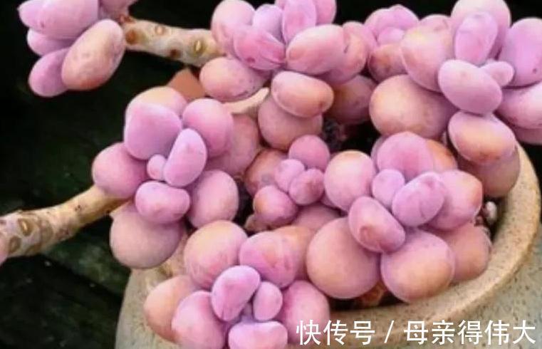 最好养的3种多肉,适合阳台党,上色快又漂亮