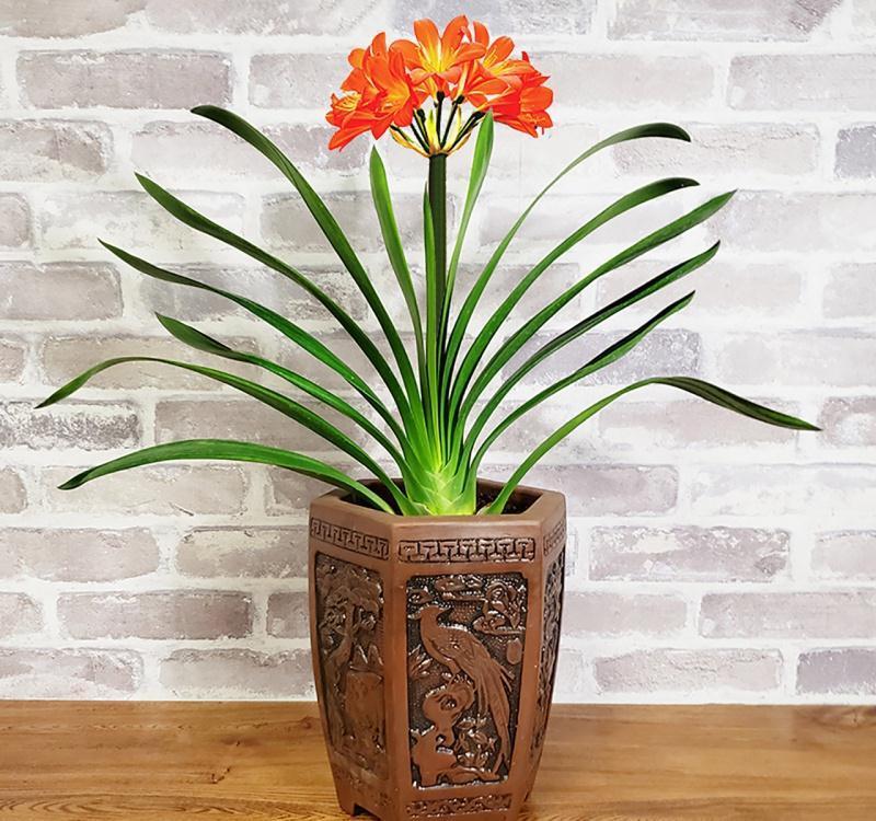 10大吉祥花,客厅有空地一定要养一盆,高档又好养,旺财又旺家