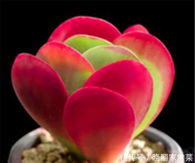 多肉唐印最省心,随便砍一刀,轻松长爆盆,红红火火超喜庆