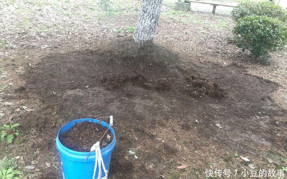 户外挖“2种土”养花,君子兰长得像“大白菜”,茉莉花“爆盆”