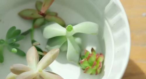 养多肉，在这些“时候”真的不需要动手控水