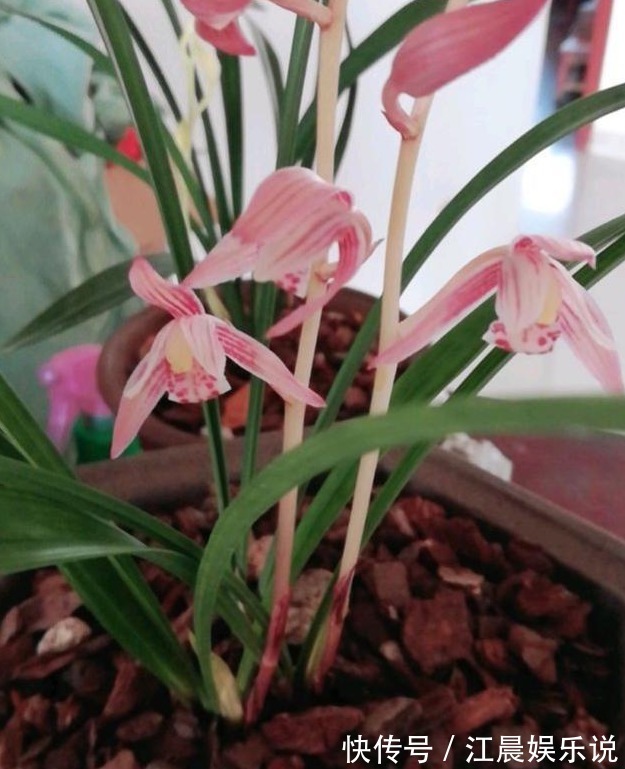 老花农养兰花，用3种植料，兰花不烂根，芽蹭蹭冒，花呼呼开