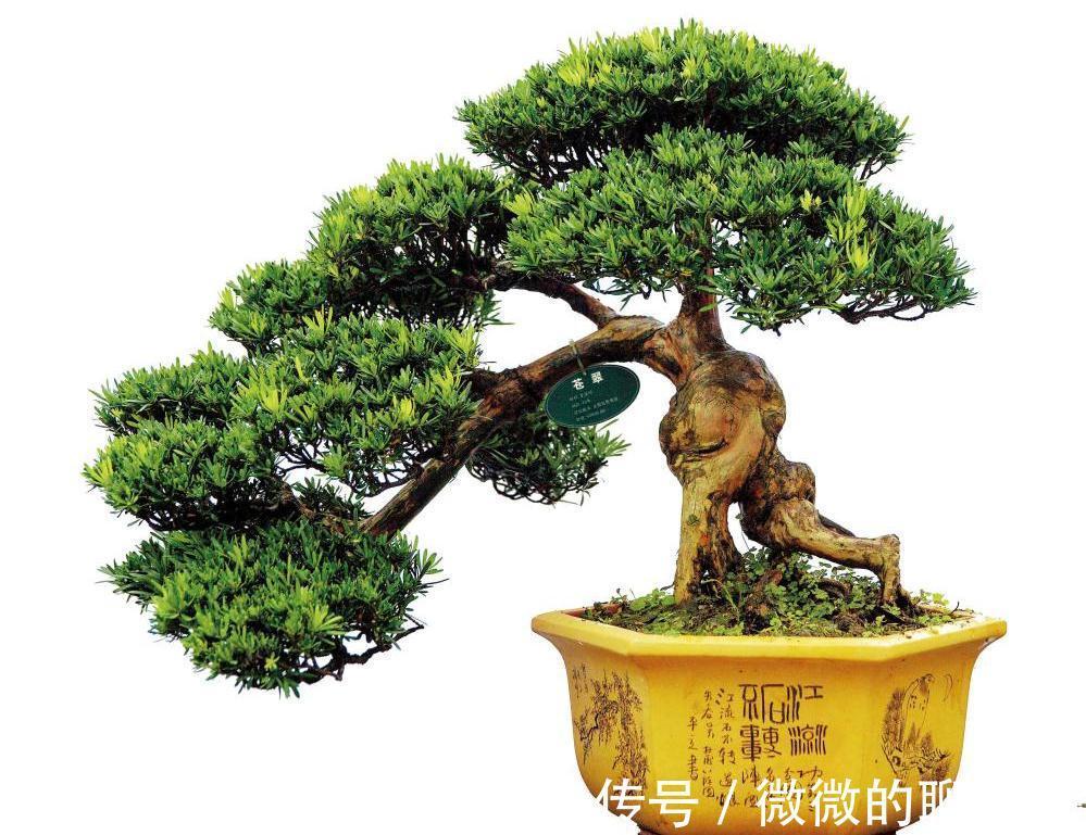 7种“旺宅树”,家有空地建议种一棵,能吃好看,旺财添福寓意好