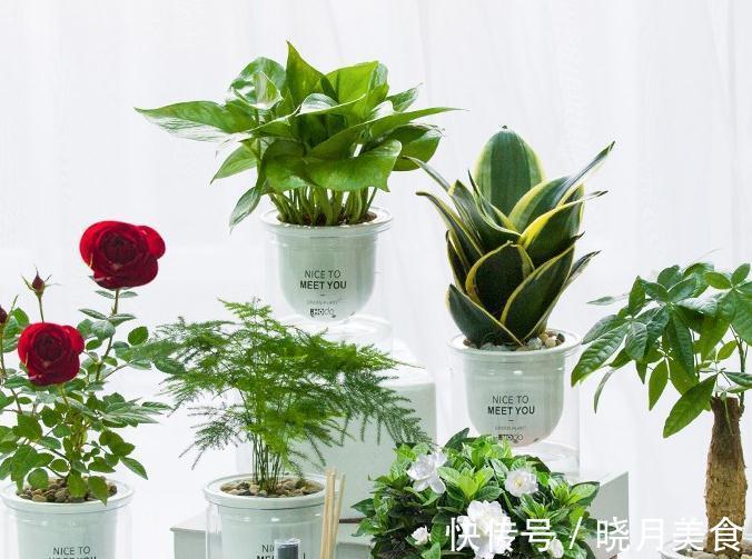 会自动吸水的漂亮盆栽,懒人们再也不用费心打理就能拥有的小绿植