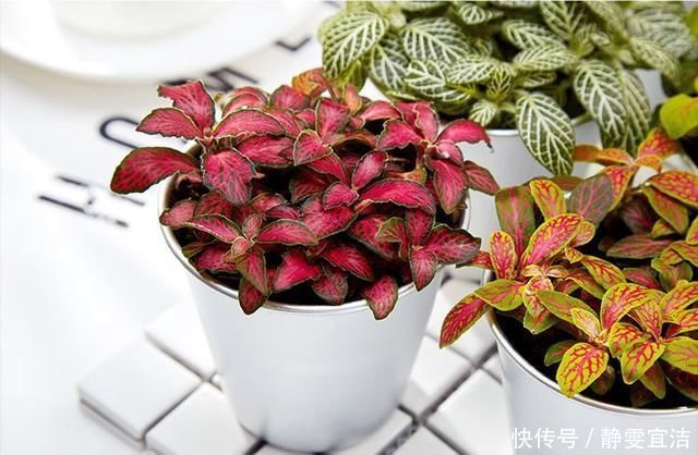 她家从不养绿萝，就养4种“颜值花”，叶子比花还好看