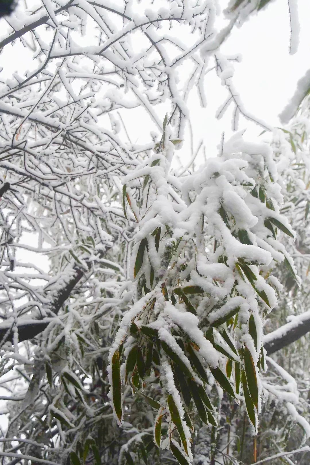 冰雪|绝美雪景！古蔺邀请你来体验“冰雪奇缘”