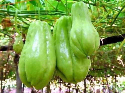 佛手瓜|夏天此瓜要多吃，钙质是牛奶3倍，维C是黄瓜2倍，才3块钱一斤