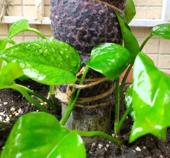 气根|茉莉花扦插有机关,砍这一段枝条,插土里3天就活!