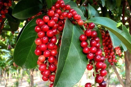 小青龙汤|医圣张仲景:治咳喘特效方!传承1800多年,仅8味药,疗效神奇!