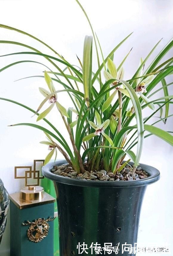 种兰花,植料不用买,公园里捡一些松树皮,养兰花促进开花