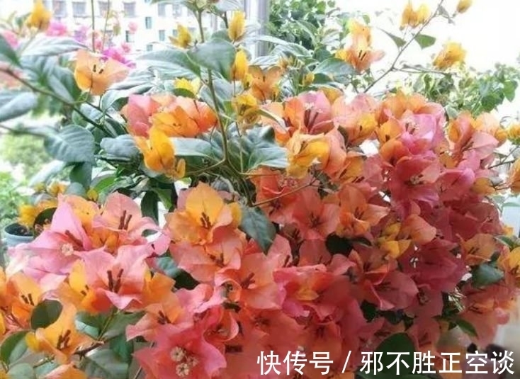 三角梅|几种花，开花漂亮又好养，开花漂亮财运来，一养就上瘾