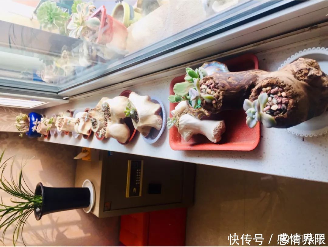 多肉盆栽猪肉这么贵,骨头洗干净种多肉,比花盆还好看