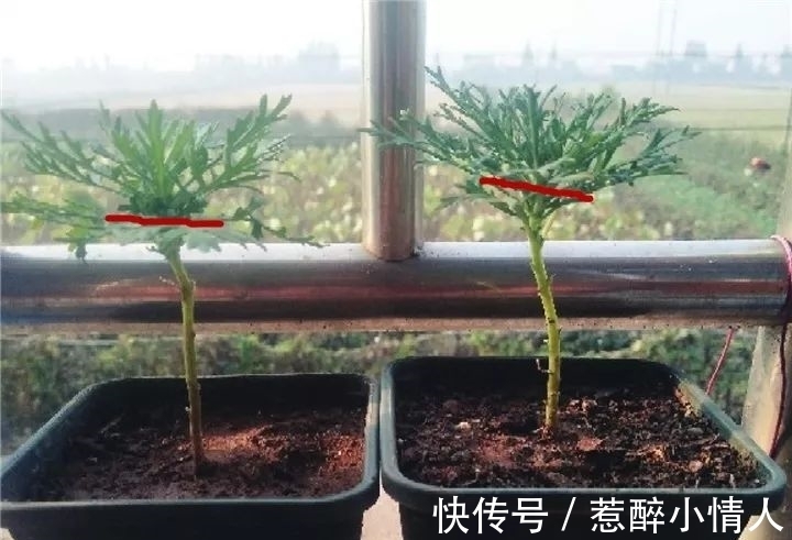 修剪|冬天修剪分“轻重”，有的花剪狠了，再也不开花