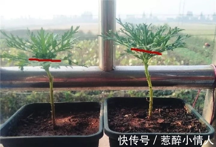 冬天修剪分“轻重”,有的花剪狠了,再也不开花