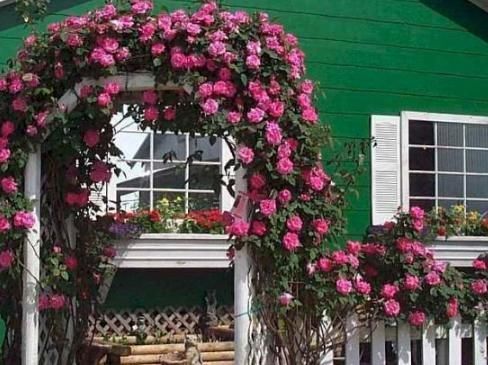 腐熟肥|庭院里的月季花长出新叶子后,这么打理才能够一茬接一茬开花