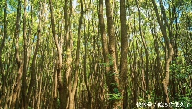 寻春同里，在国家湿地公园邂逅治愈春日之旅