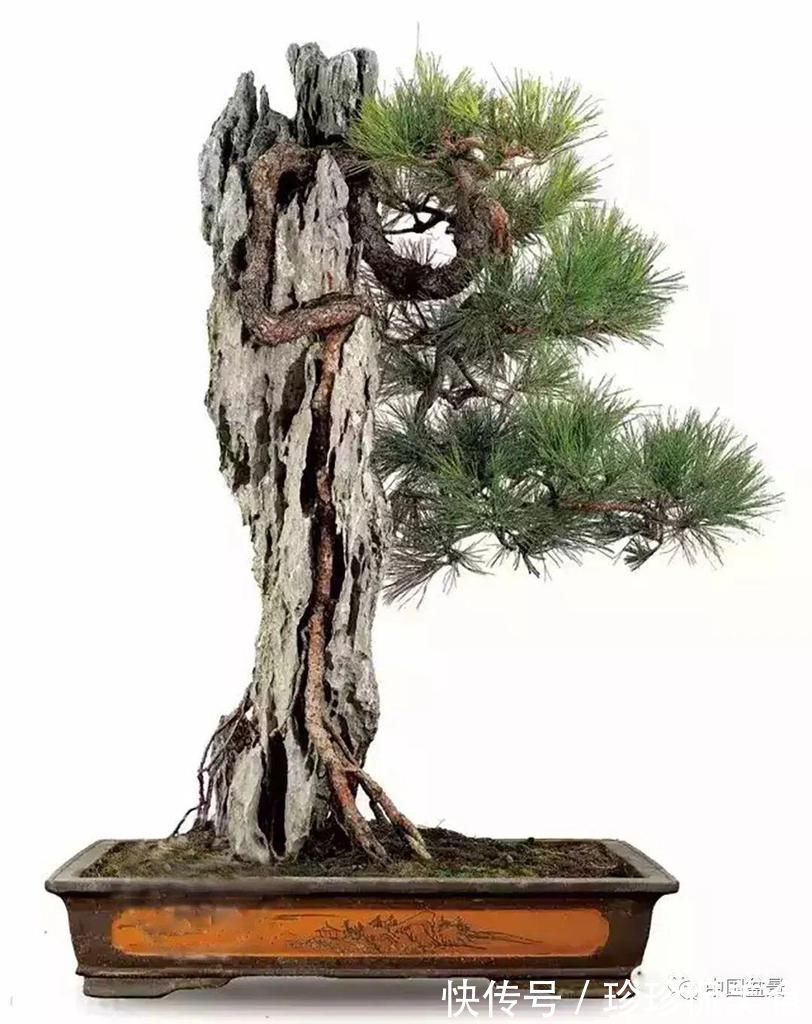 极品附石山松盆景,见过的人都忍不住竖起大拇指!