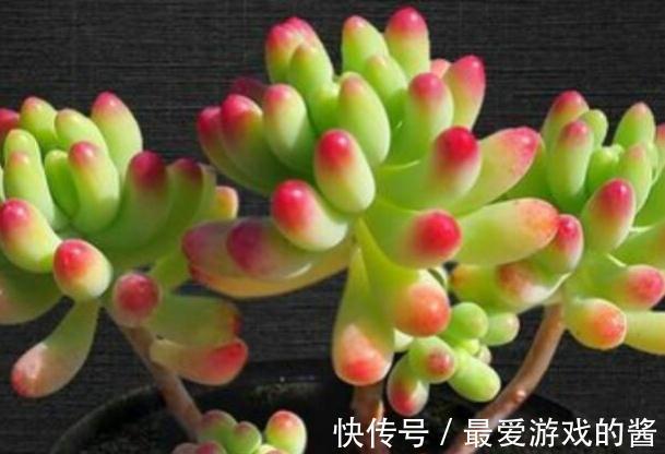 叶片|天冷了,多肉乙女心怎么还不上色,掌握4个方法帮你解决