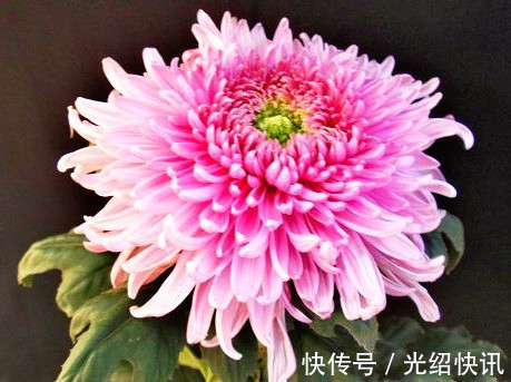 喜欢菊花,不如养盆“菊之珍品”,似明月圆满,妖娆艳丽
