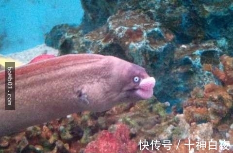 荒士|网友目击“鳕鱼子嘴唇”的神奇海鳗 有戏表情让人觉得是动画人物