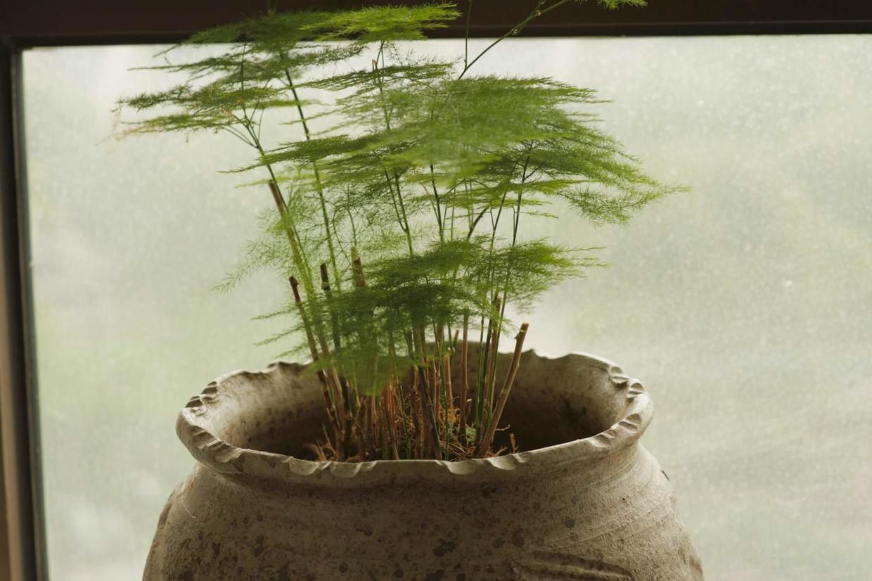 她家的文竹成了精,爬的满屋都是,剪不迭!