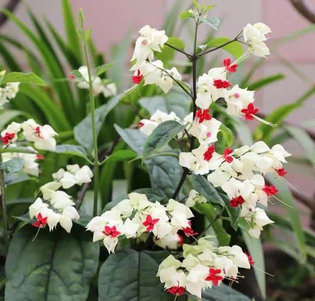 这花真奇特，开花似瑞龙吐珠，家里养几盆，典雅又大方