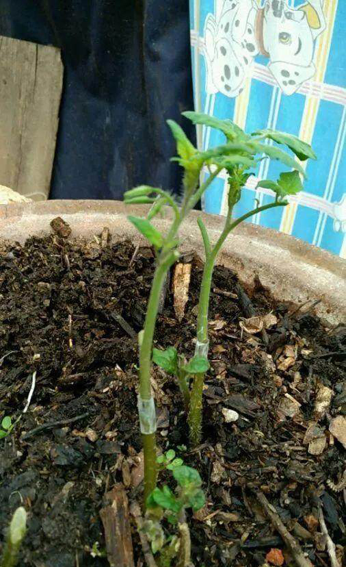 土豆嫁接西红柿,花盆长满土豆,枝上挂满西红柿,换着吃,特新鲜