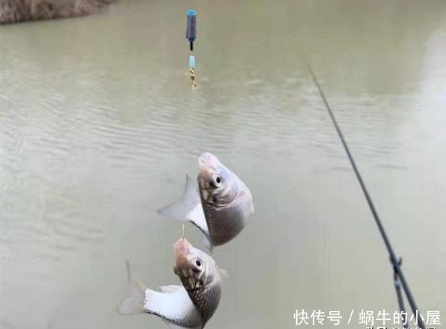 别拿野钓装备去玩黑坑,新手入坑须知:先得把这些渔具买齐了