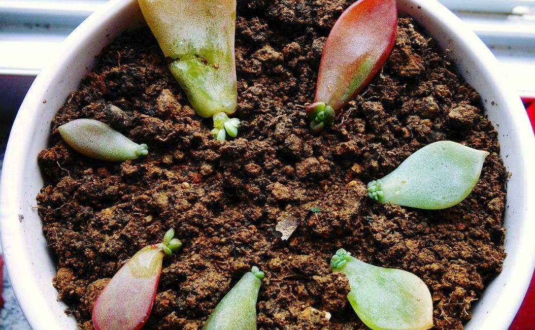 移栽|天热叶插多肉:生根、幼苗阶段得格外养护!