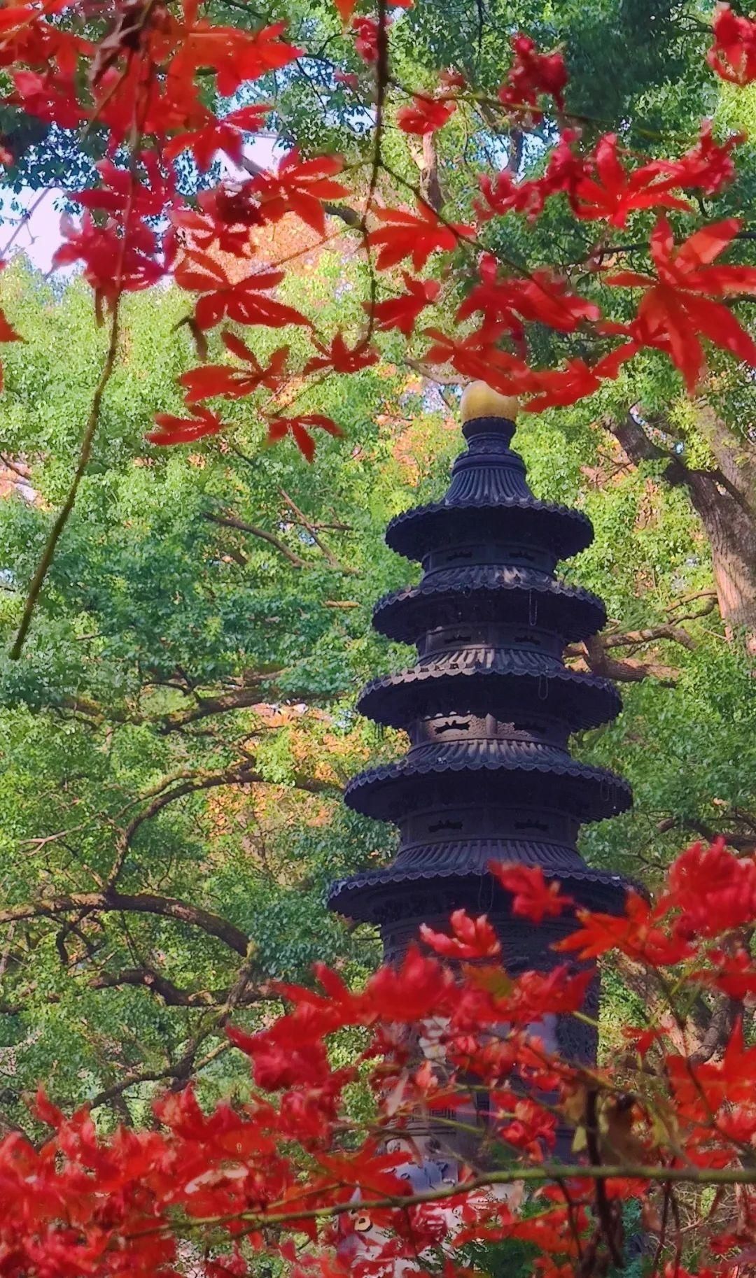 被国宝档案誉为中国建筑规格最高的寺院就在普陀山