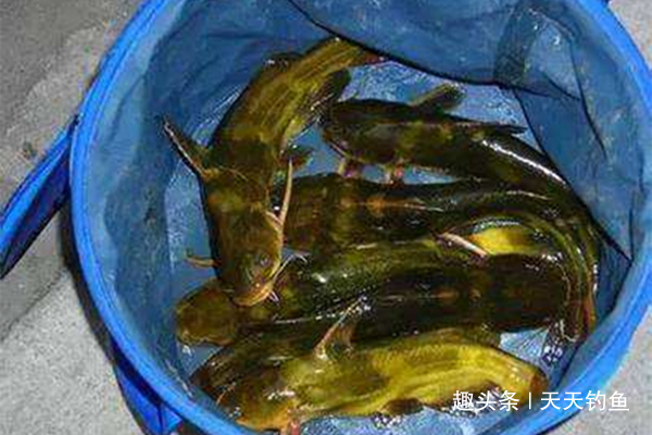 夏天钓黄鸭叫,就用这种钓法,省事省力,收获有保证!