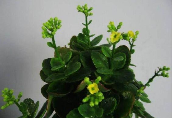 君子兰、长寿花特别爱喝“它”，喝了后，叶肥花艳，长得蹭蹭的！