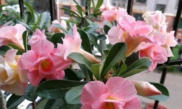 懒人花|此花超漂亮,沾土就活,看了就让人沉醉,年年开花不断,美!