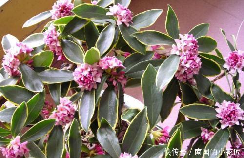 此花比香水还香,开花漂亮,香味浓郁,是家庭盆栽佳品