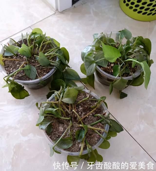 花草冻伤了及时修剪,别舍不得,越早越好